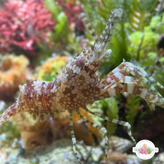 Marbled Saron Shrimp | Saron marmoratus