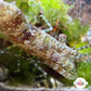 Marbled Saron Shrimp | Saron marmoratus