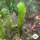 Cat Tail Caulerpa Macroalgae | Caulerpa longifolia