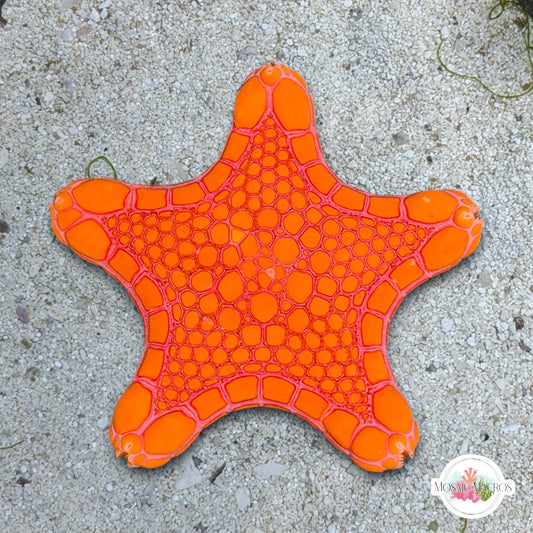 Australian Biscuit Starfish | Tosia australis