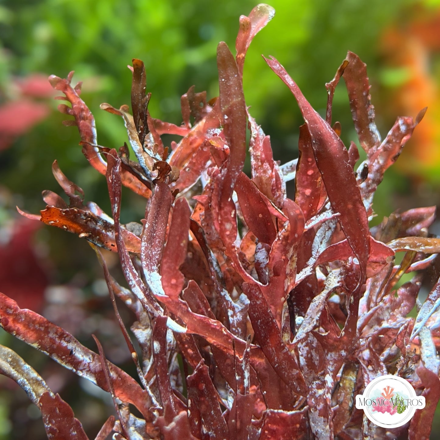 Red Sword Macroalgae | Neurymenia sp.