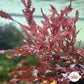 Corkscrew Saw Macroalgae | Neurymenia sp.