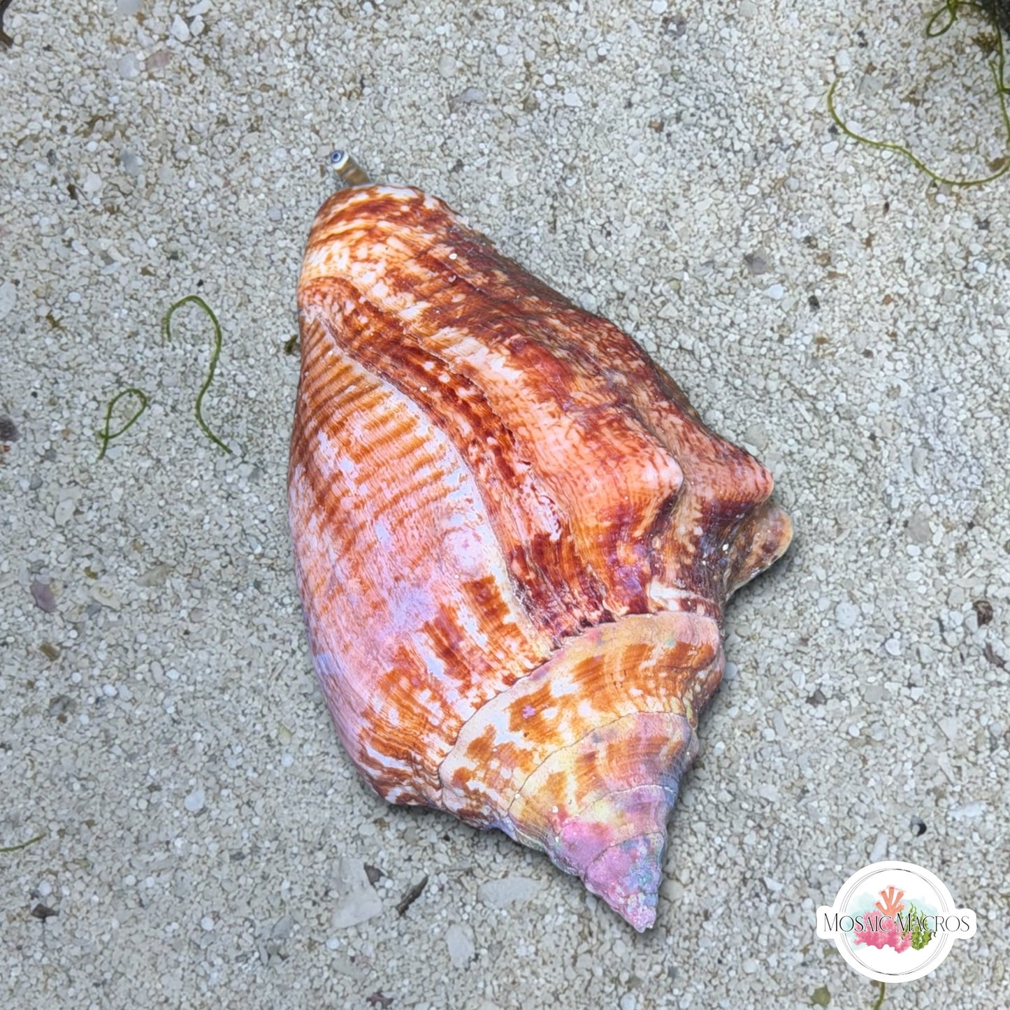 Milk Conch Snail | Macrostrombus costatus