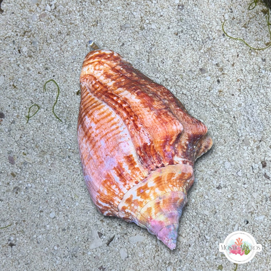 Milk Conch Snail | Macrostrombus costatus