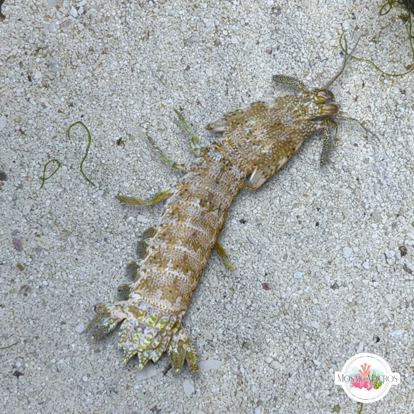 Mottled Mantis Shrimp | Neogonodactylus wennerae var Mottled