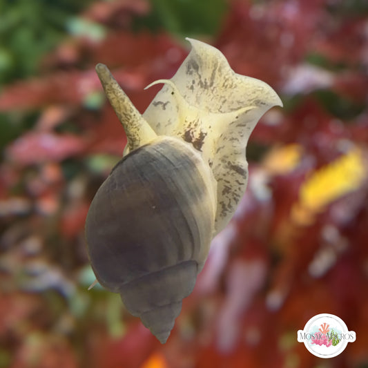 Tongan Nassarius Snail | Nassarius distortus
