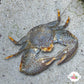 Colorful Porcelain Crab | Porcellanidae spp.