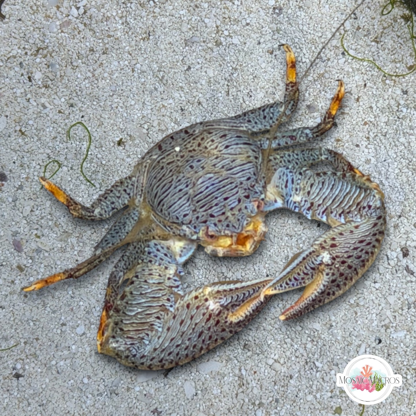 Colorful Porcelain Crab | Porcellanidae spp.
