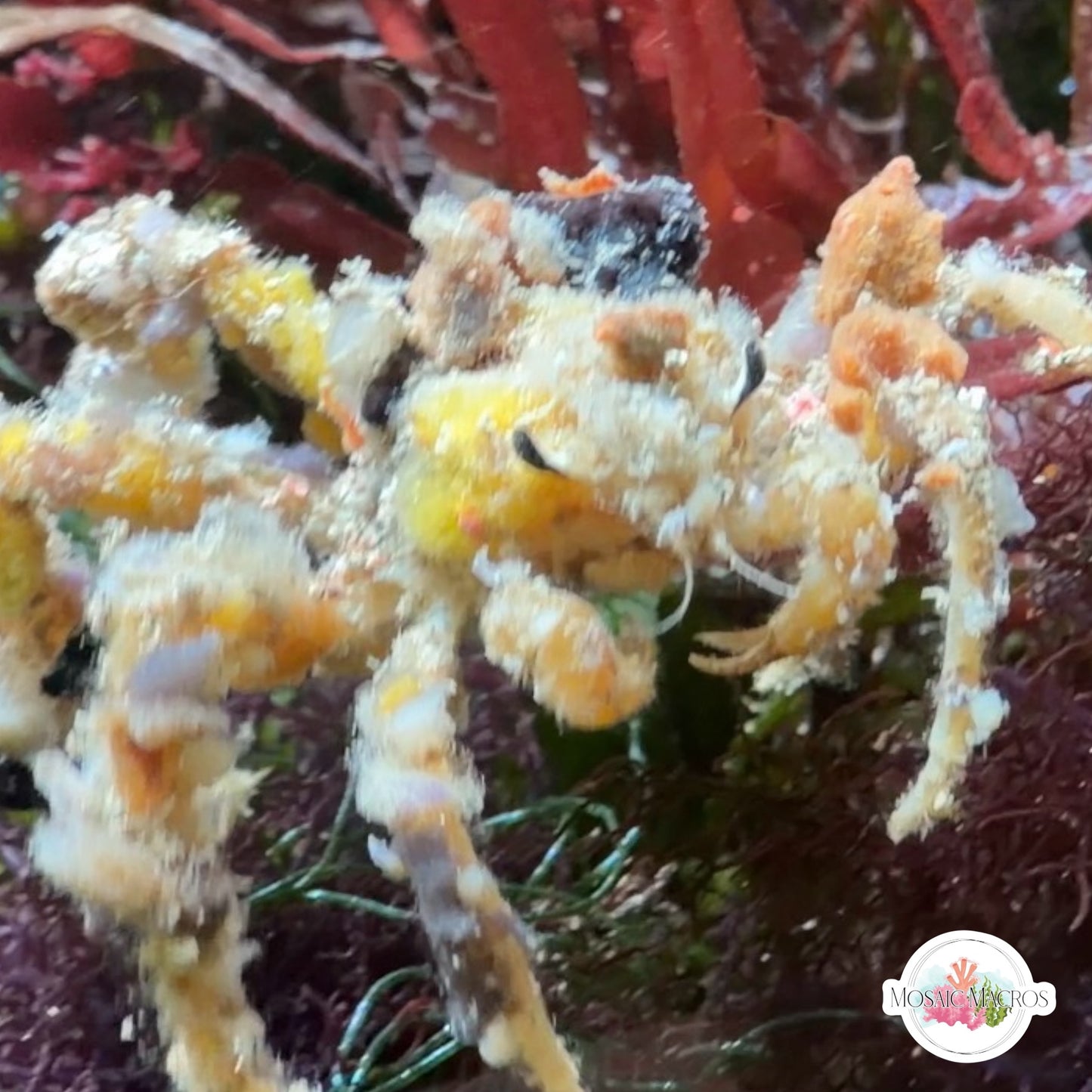 Spider Decorator Crab | Camposcia sp.