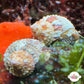 Chestnut Turban Snail | Turbo castanea