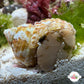 Chestnut Turban Snail | Turbo castanea
