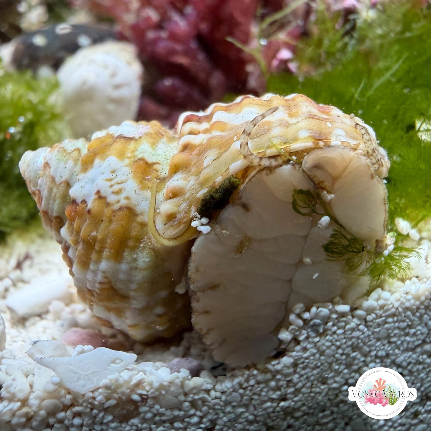 Chestnut Turban Snail | Turbo castanea