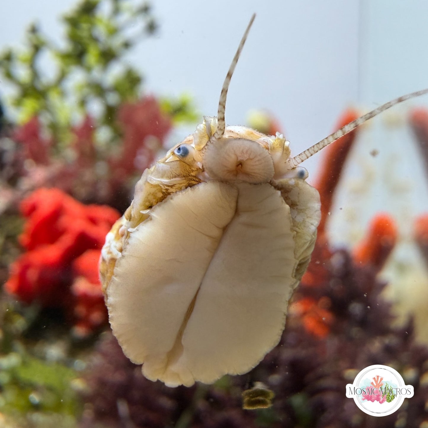Chestnut Turban Snail | Turbo castanea