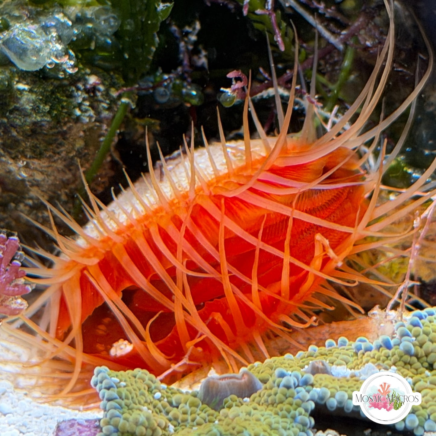 Flame Scallop | Ctenoides scaber