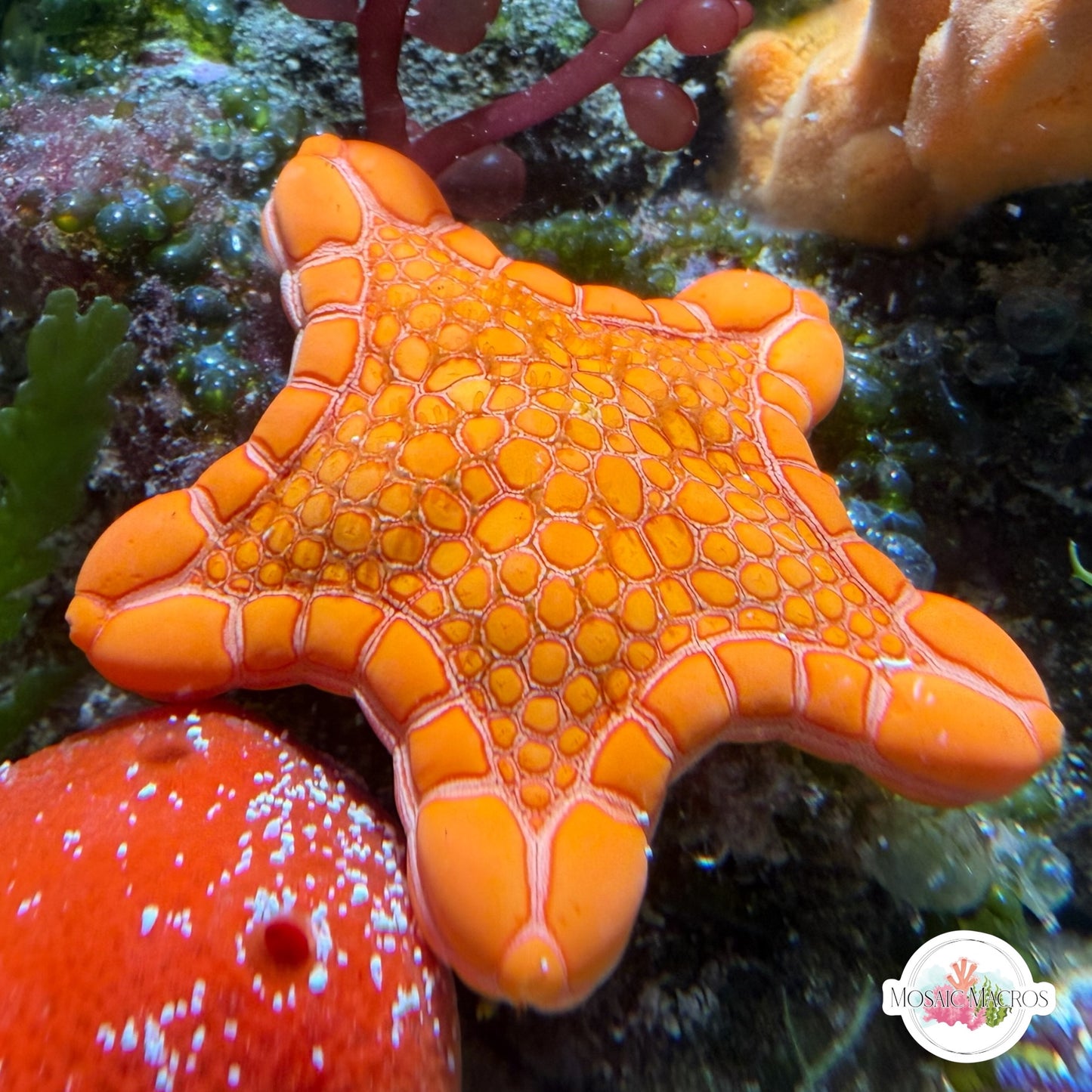 Australian Biscuit Starfish | Tosia australis