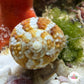 Chestnut Turban Snail | Turbo castanea