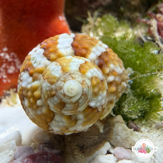 Chestnut Turban Snail | Turbo castanea