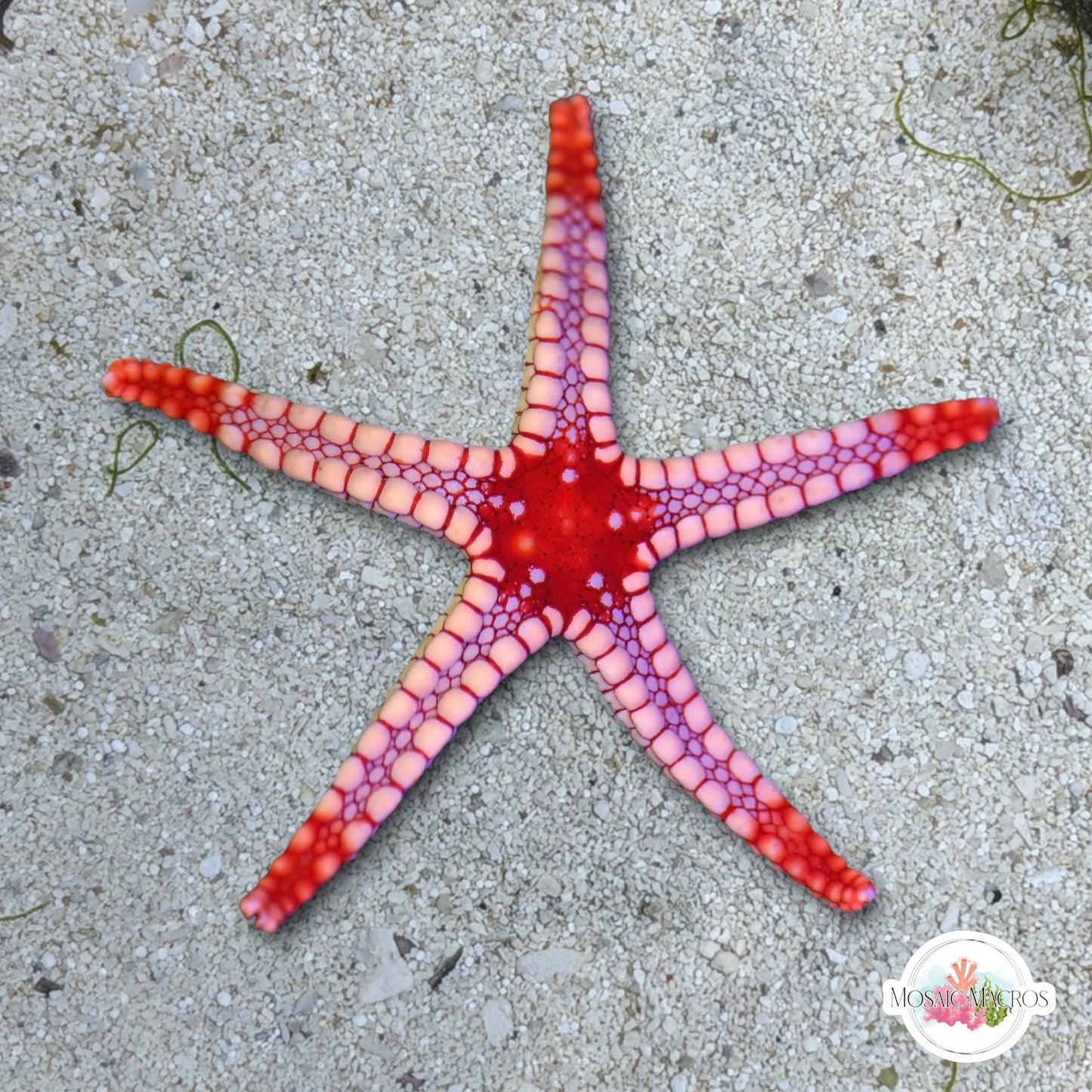 Mosaic Tile Starfish | Fromia monilis