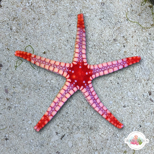 Mosaic Tile Starfish | Fromia monilis