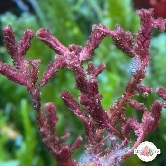 Bristletooth Comb Macroalgae | Alsidium triquetrum