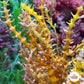 Spiny Seaweed Macroalgae | Eucheuma isiforme
