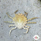 Pitho Crab | Pitho mirabilis