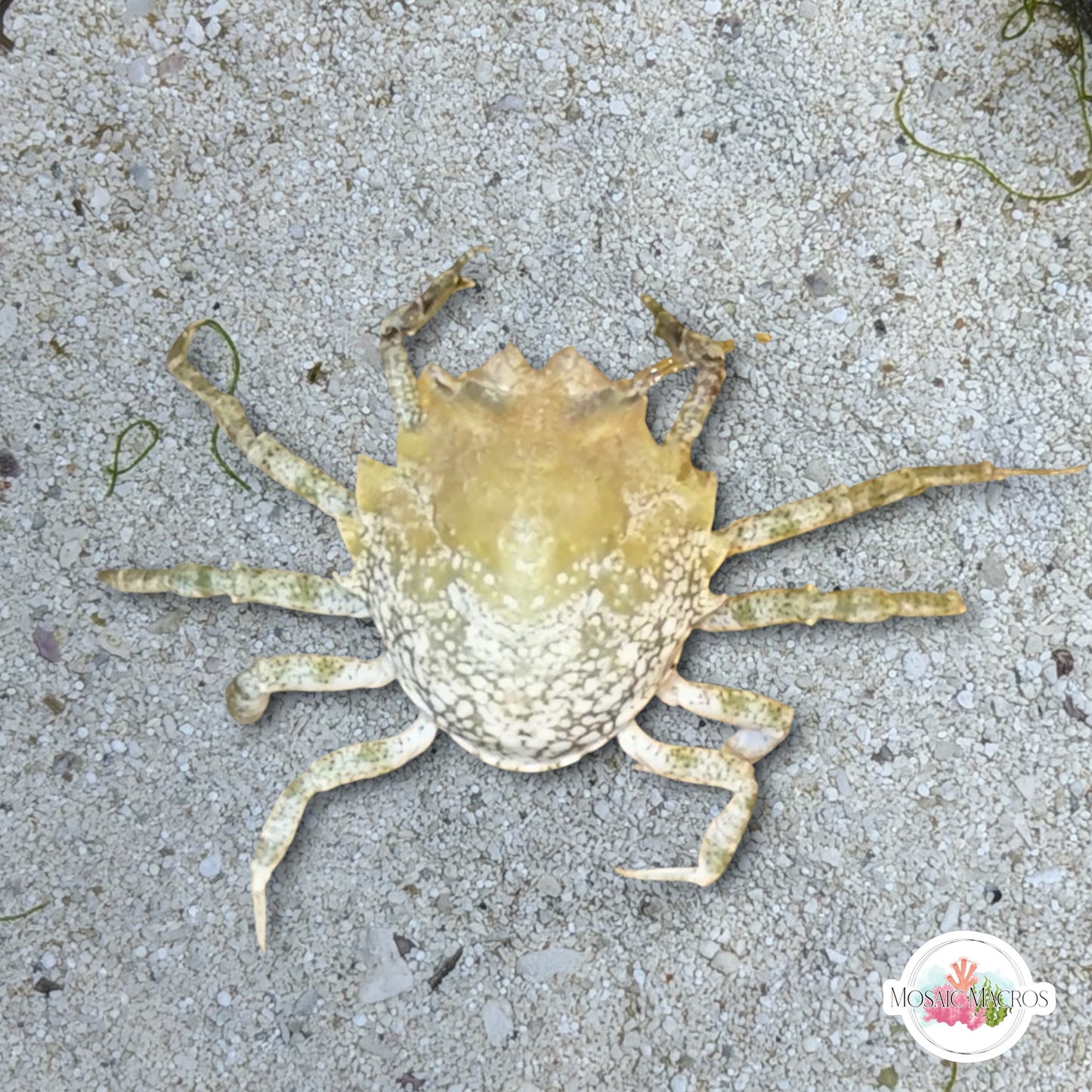 Pitho Crab | Pitho mirabilis