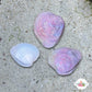 Caribbean Heart Cockle | Laevicardium sp.