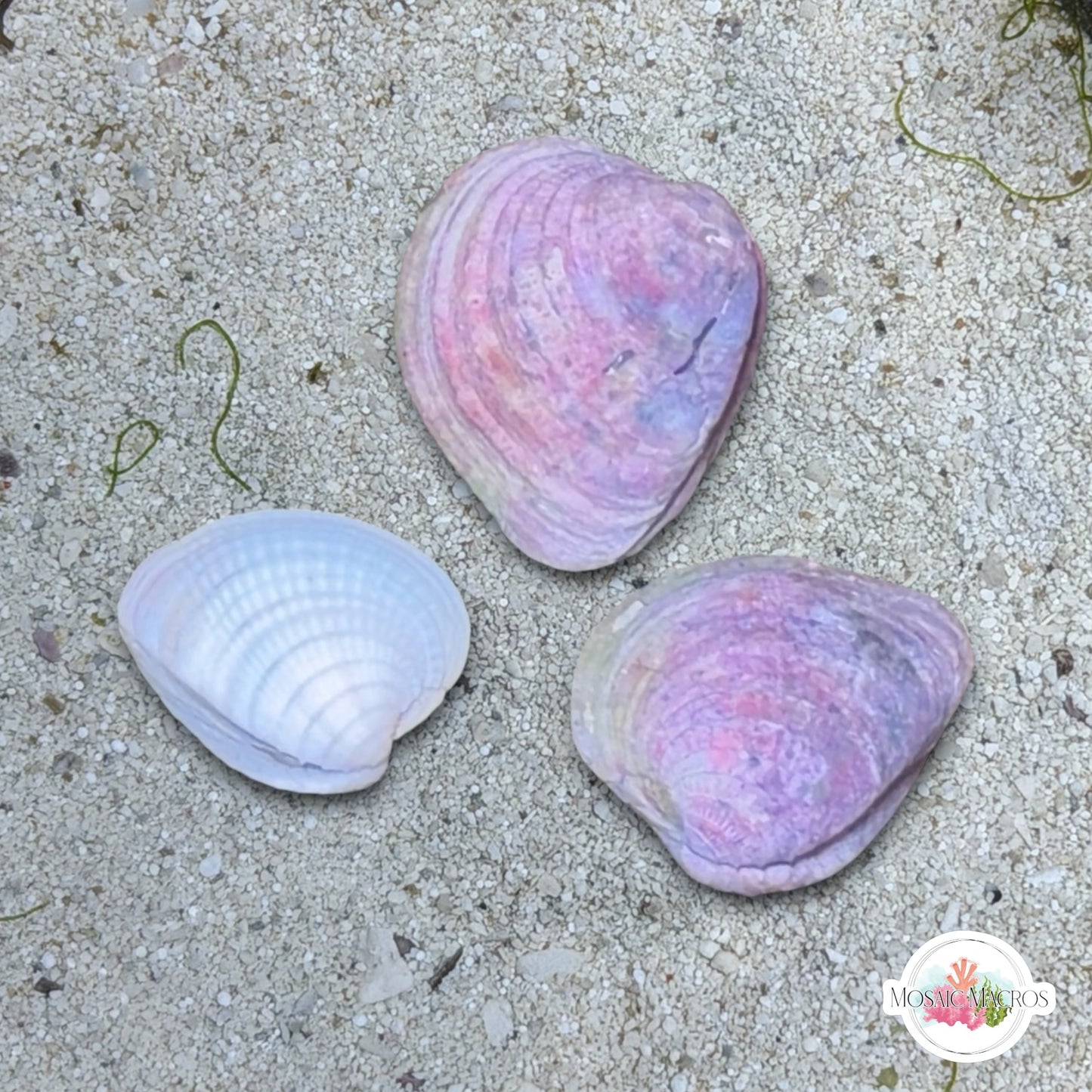 Caribbean Heart Cockle | Laevicardium sp.