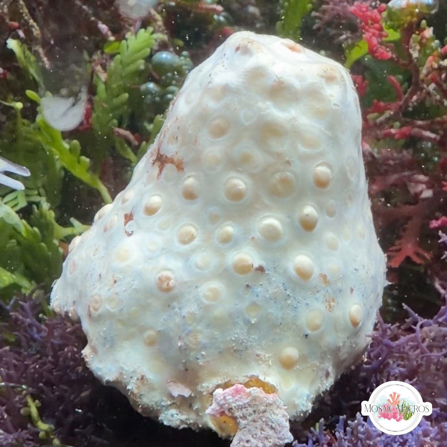 Cream Polkadot Sponge | unknown sp.