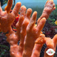 Orange Finger Sponge | Amphimedon sp.