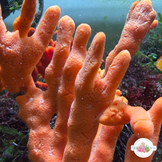 Orange Finger Sponge | Amphimedon sp.