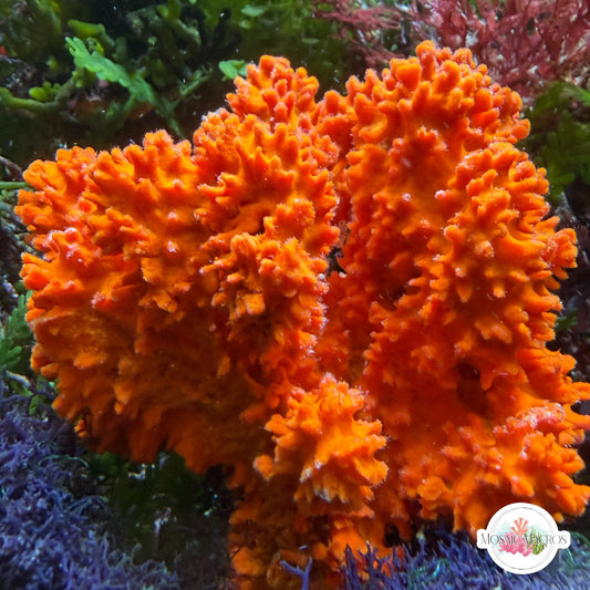 Orange Cactus Sponge | Unknown sp.