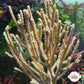 Tan Spiny Gorgonian | Muricea sp.