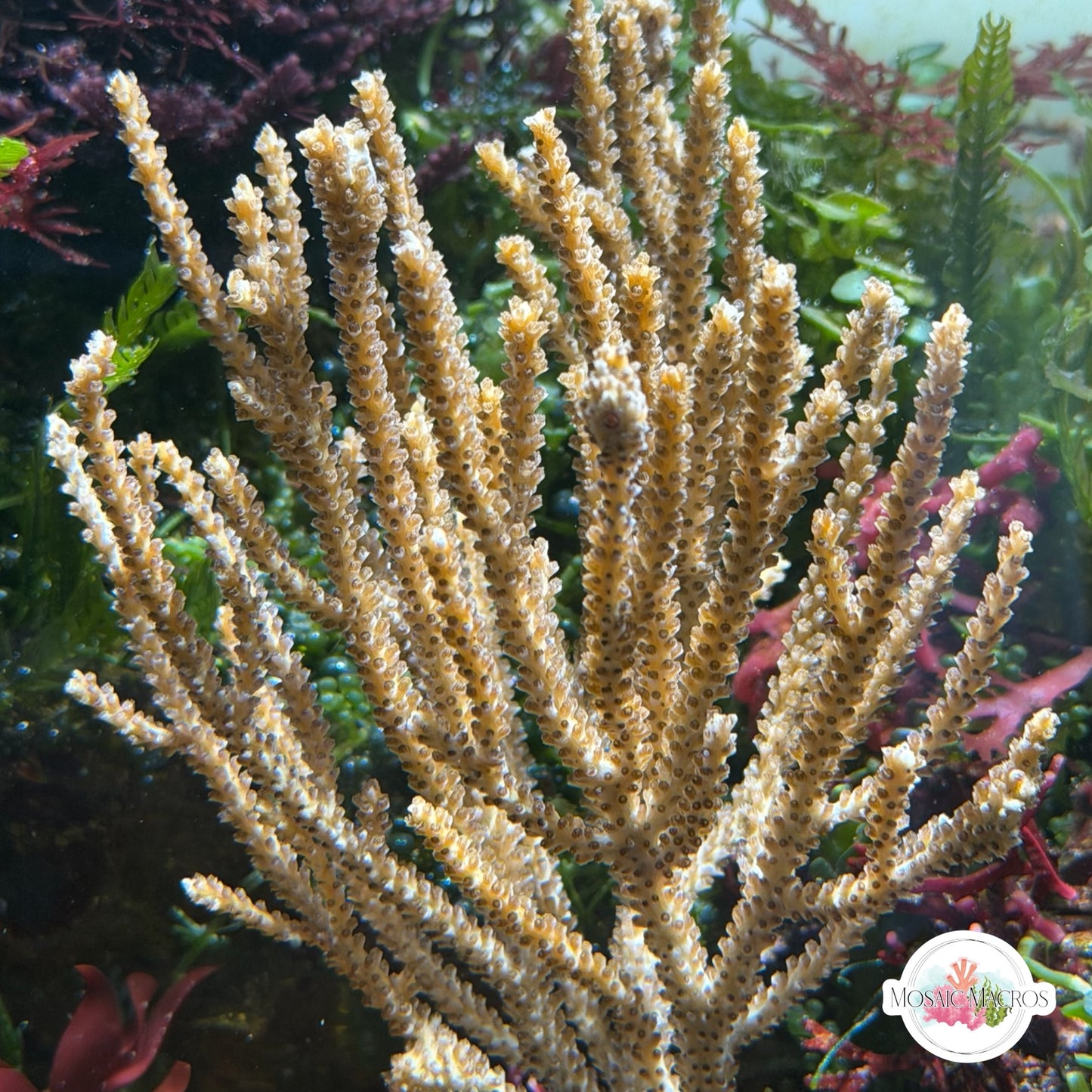 Tan Spiny Gorgonian | Muricea sp.