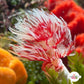 Coco Worm Feather Duster | Protula bispiralis