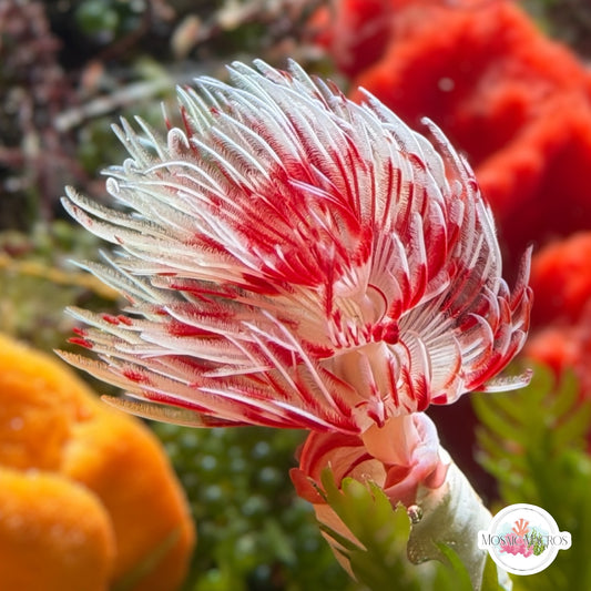 Coco Worm Feather Duster | Protula bispiralis