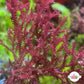 Red Razor Macroalgae | Bryothamnion triquetrum