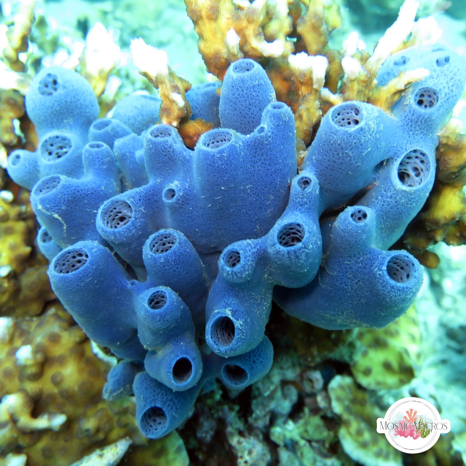 Sp Sponge Sea Sponges & Tunicates – MosaicMacros