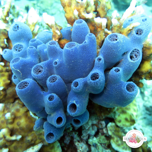 Blue Sponge | Haliclona sp.