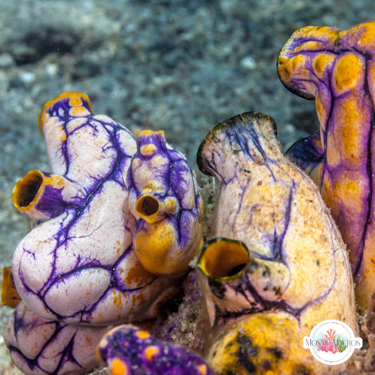 Golden Sea Squirt | Polycarpa aurata