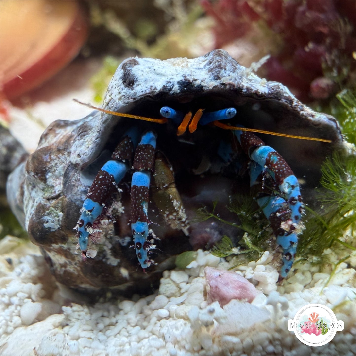 Electric Blue Knuckle Hermit Crab | Calcinus elegans