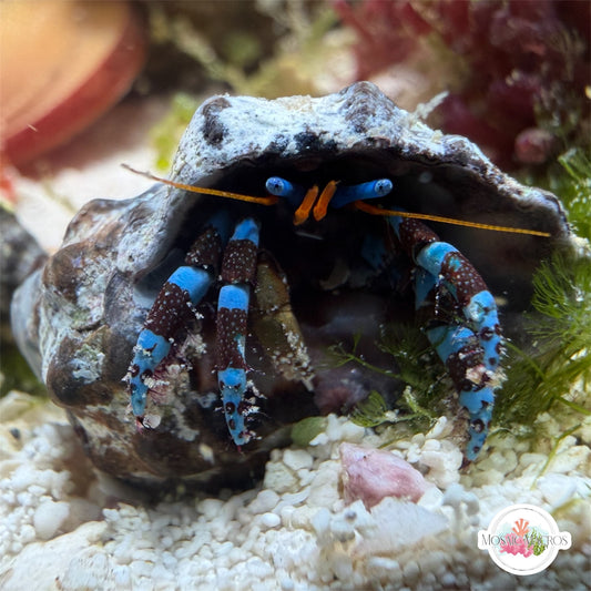 Electric Blue Knuckle Hermit Crab | Calcinus elegans