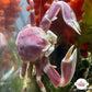 Anemone Porcelain Crab | Neopetrolisthes maculatus