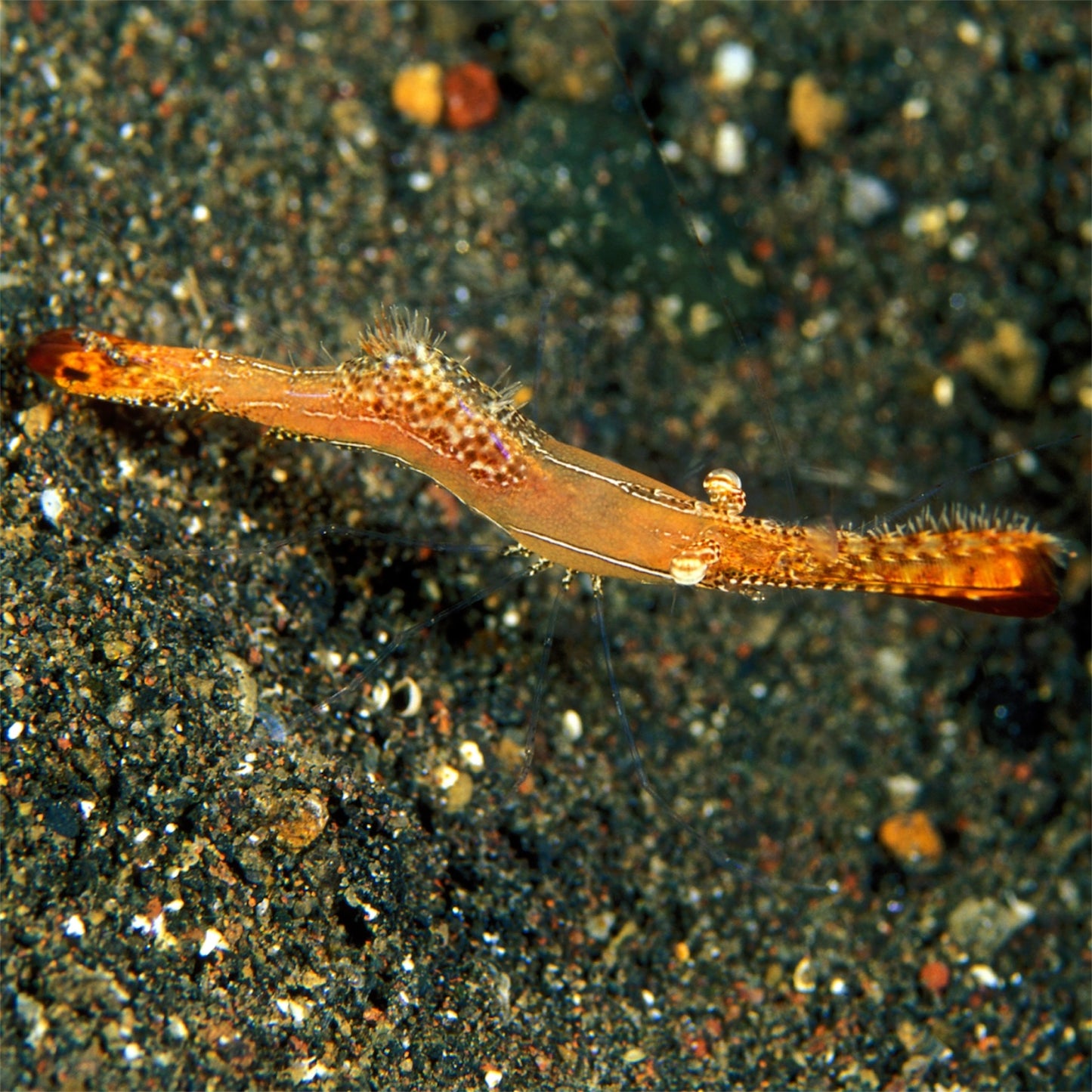 Donald Duck Shrimp | Leander plumosus