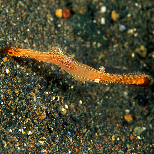 Donald Duck Shrimp | Leander plumosus