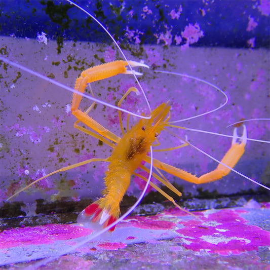 Gold Banded Coral Shrimp | Stenopus cyanoscelis