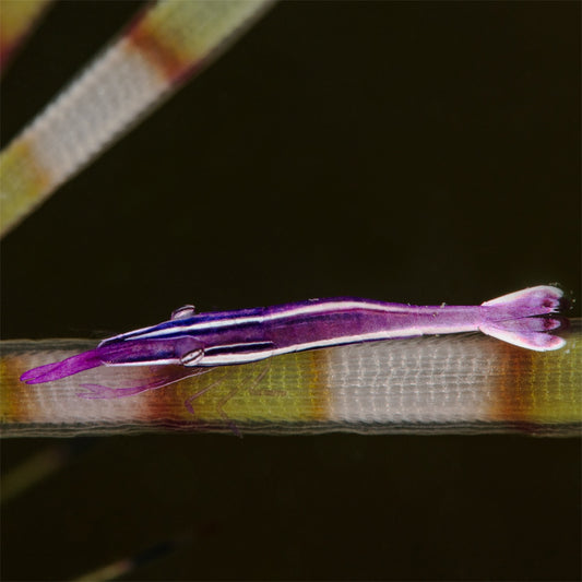Purple Urchin Shrimp | Stegopontonia commensalis