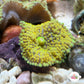 FL Ricordea Mushroom | Ricordea sp.