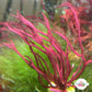 Pink Serpent Tongue Gracilaria Macroalgae | Gracilaria sp.